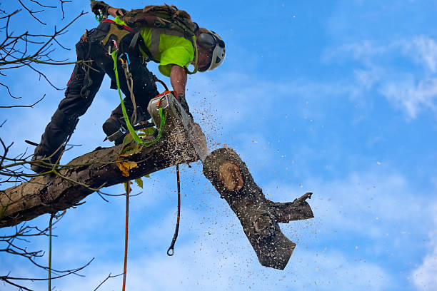 Trusted St Louis Park, MN Tree Care Experts